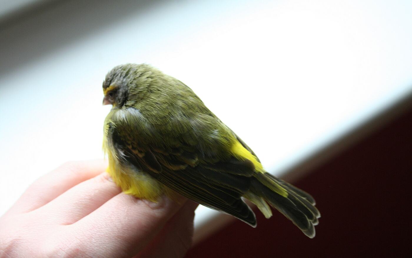 What is a warrant canary, and how to read ours